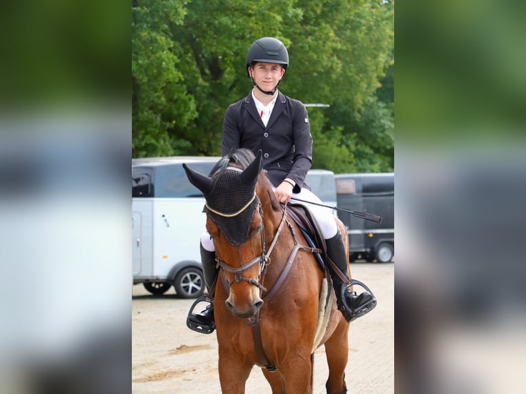 KWPN Castrone 7 Anni 170 cm Baio in Gyula