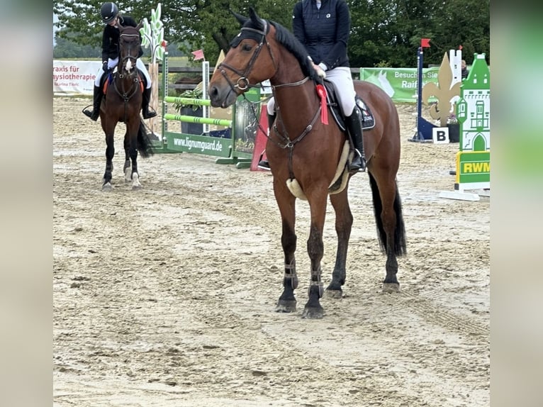 KWPN Castrone 7 Anni 170 cm Baio in Werne