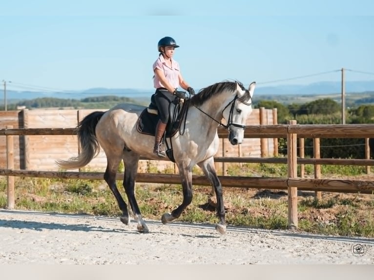 KWPN Castrone 7 Anni 170 cm Falbo in Hérault