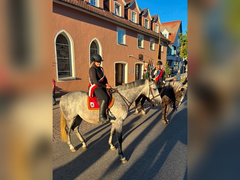KWPN Castrone 7 Anni 170 cm Grigio in Bad Wurzach