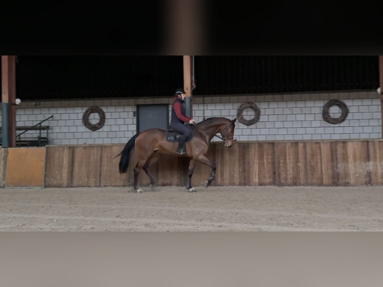 KWPN Castrone 7 Anni 171 cm Baio in Oud Gastel