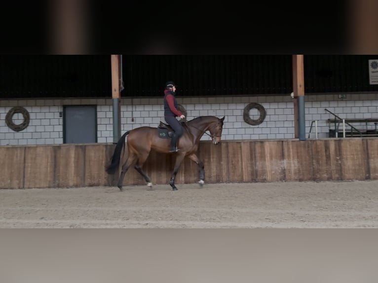 KWPN Castrone 7 Anni 171 cm Baio in Oud Gastel