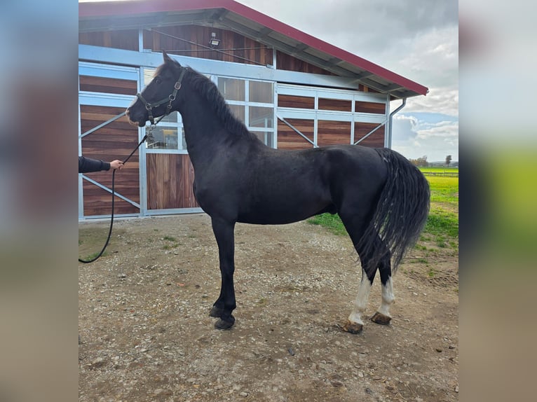 KWPN Castrone 7 Anni 171 cm Morello in Friedland KWPN Castrone 7 Anni 171 cm Morello in Friedland