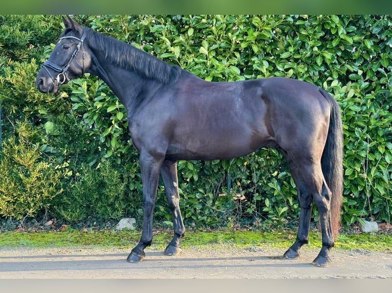 KWPN Castrone 7 Anni 171 cm Morello in Loughborough