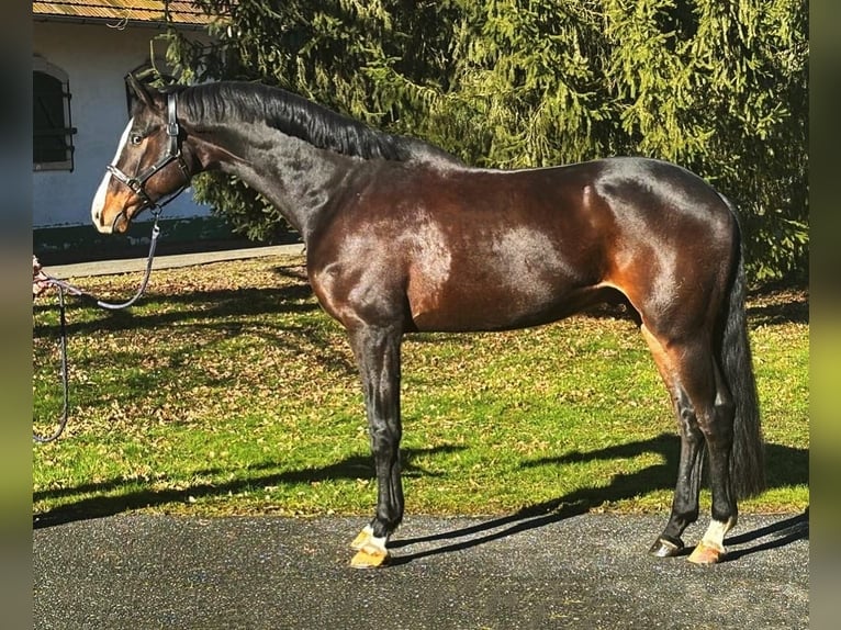 KWPN Castrone 7 Anni 172 cm Baio scuro in Halbenraon