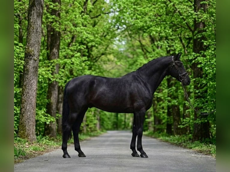 KWPN Castrone 7 Anni 172 cm Morello in Kecskemét