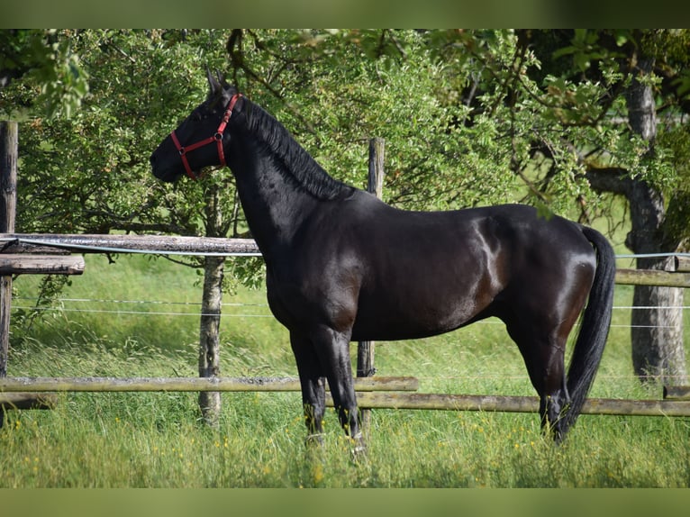 KWPN Castrone 7 Anni 172 cm Morello in Rottenburg am Neckar