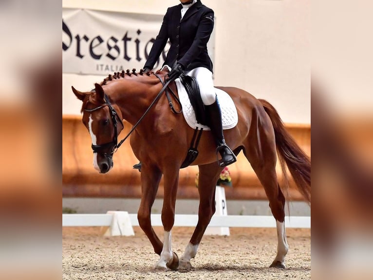 KWPN Castrone 7 Anni 172 cm Sauro in Velate Milanese