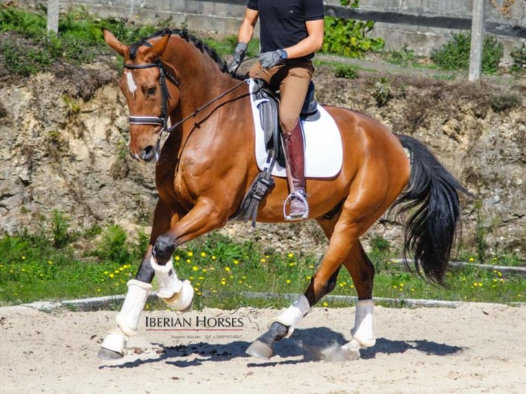 KWPN Castrone 7 Anni 173 cm Baio in Navas Del Madroño