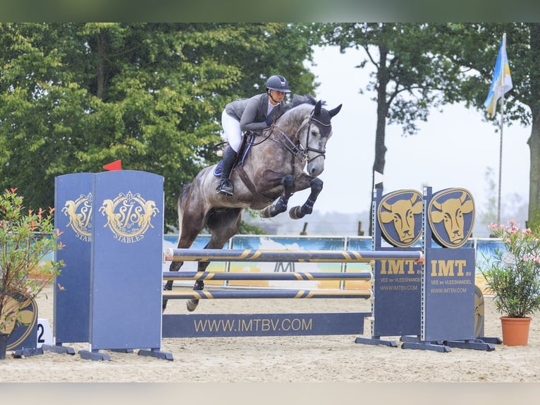 KWPN Castrone 7 Anni 174 cm Grigio in Helmond