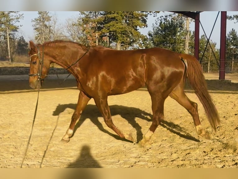 KWPN Castrone 7 Anni 174 cm Sauro scuro in Dijon