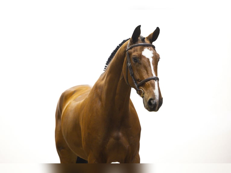 KWPN Castrone 7 Anni 175 cm Baio in Waddinxveen