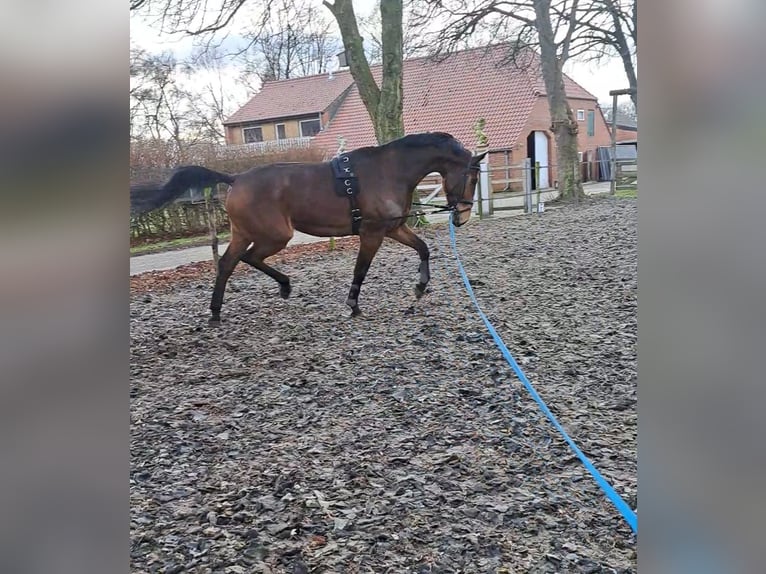 KWPN Castrone 7 Anni 175 cm Baio chiaro in Stadskanaal