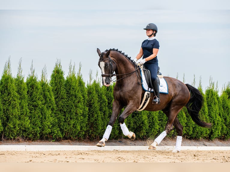 KWPN Castrone 7 Anni 175 cm Baio scuro in Ragow-Merz Merz