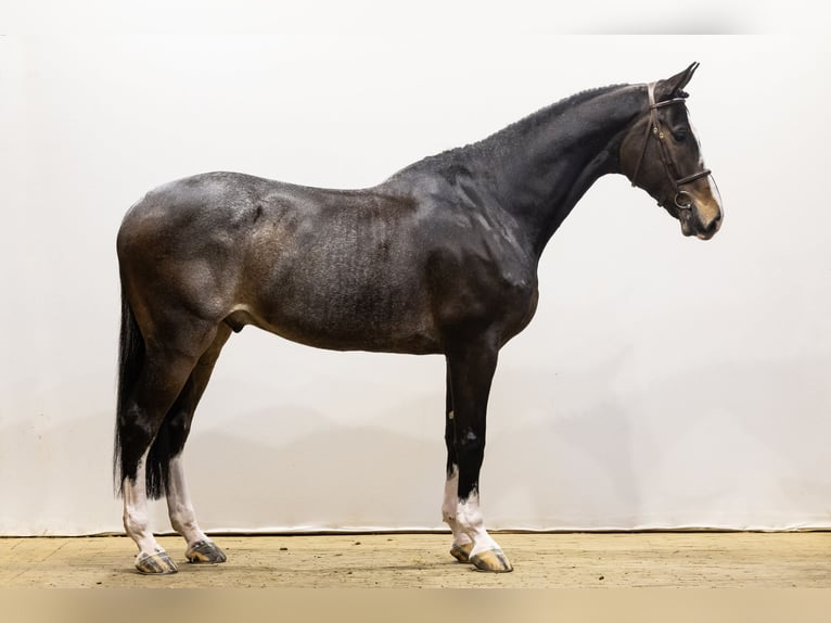 KWPN Castrone 7 Anni 175 cm Baio scuro in Waddinxveen