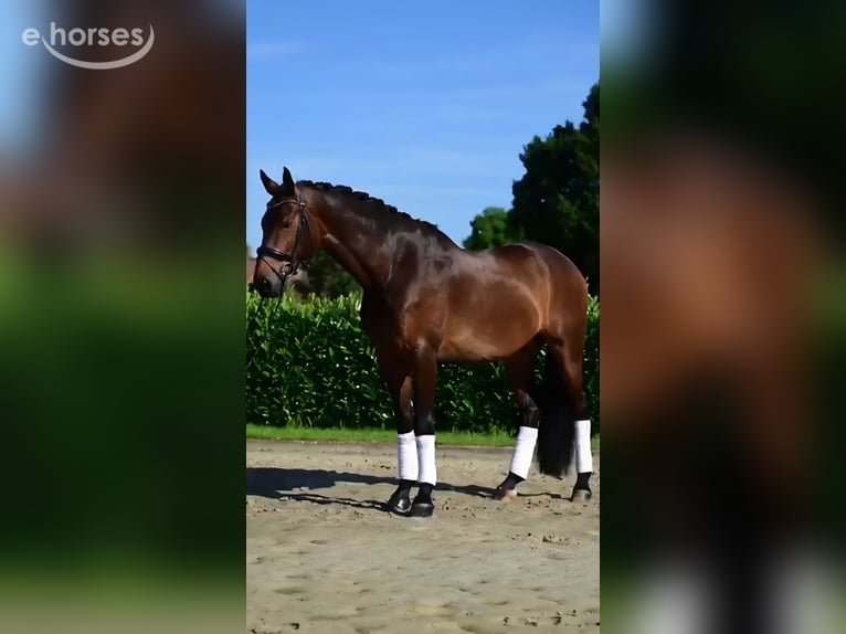 KWPN Castrone 7 Anni 175 cm  in Boekel