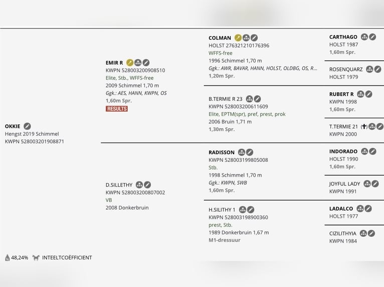 KWPN Castrone 7 Anni 175 cm Leardo in Oud Gastel