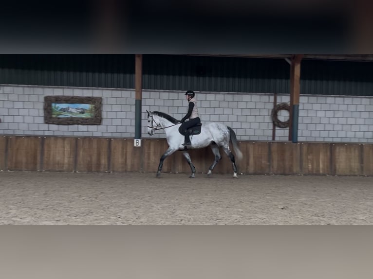 KWPN Castrone 7 Anni 175 cm Leardo in Oud Gastel