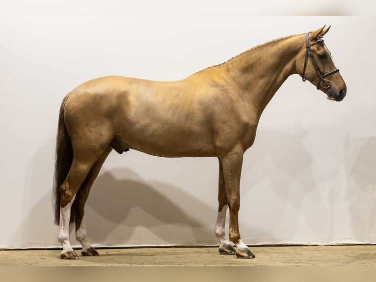 KWPN Castrone 7 Anni 176 cm Sauro in Waddinxveen