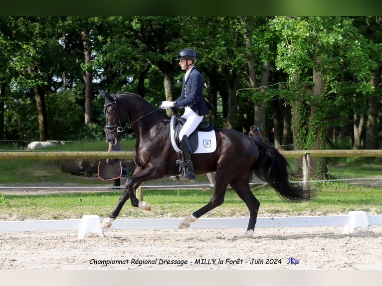 KWPN Castrone 7 Anni 177 cm Morello in Bosc-Guérard-Saint-Adrien