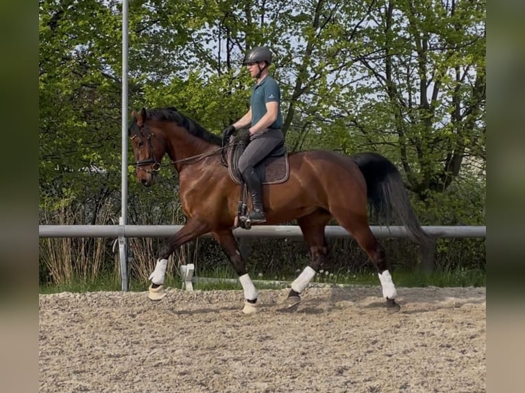 KWPN Castrone 7 Anni 178 cm Baio in Göda