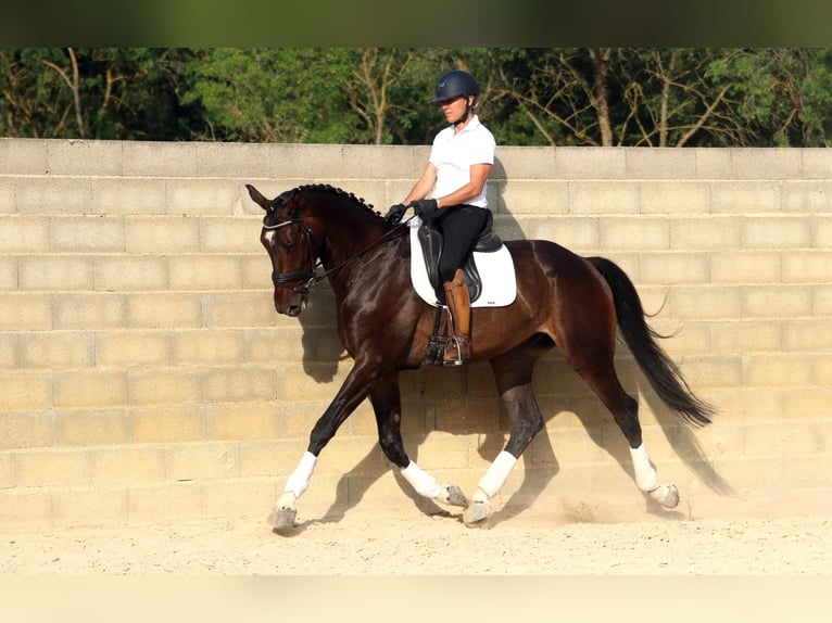 KWPN Castrone 7 Anni 178 cm Baio scuro in Bouches du Rhône