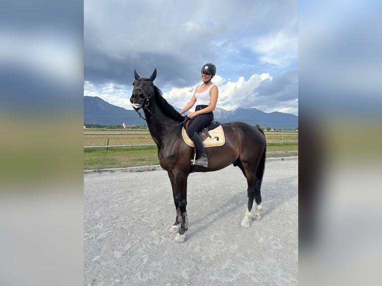 KWPN Castrone 7 Anni 180 cm Baio scuro in Mengeš