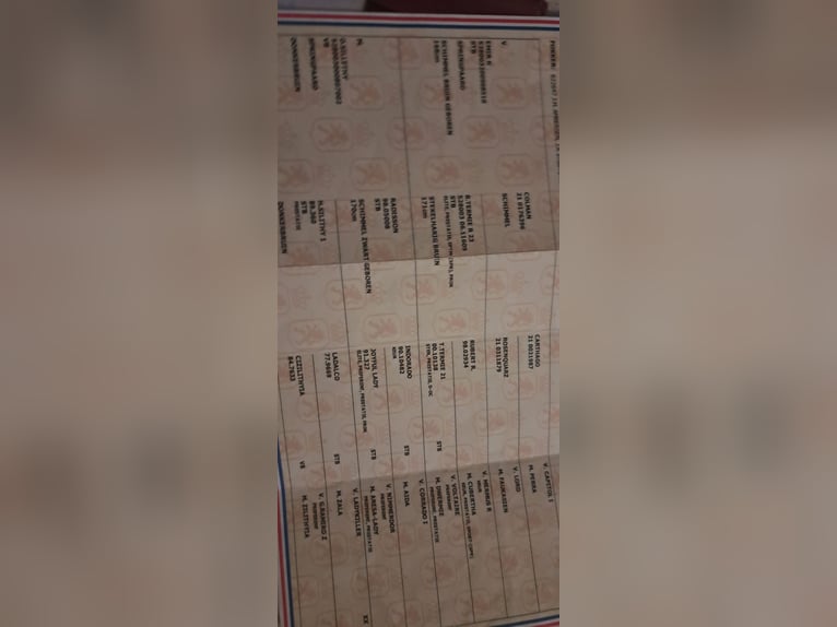 KWPN Castrone 7 Anni 180 cm Grigio pezzato in Lommel