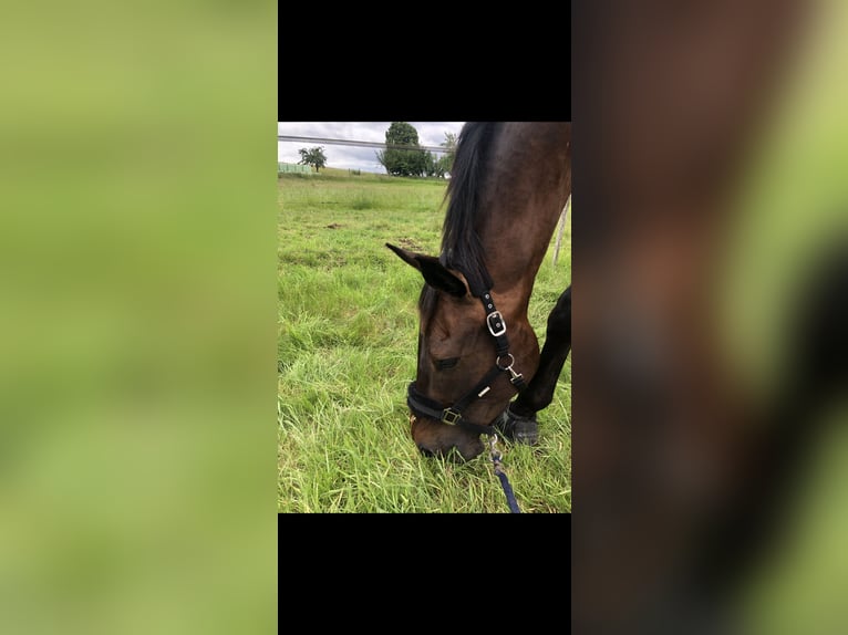 KWPN Castrone 7 Anni 181 cm Baio scuro in Allensbach