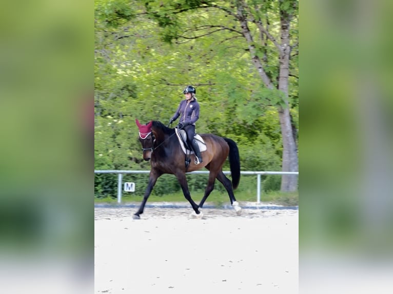 KWPN Castrone 7 Anni 181 cm Baio scuro in Allensbach