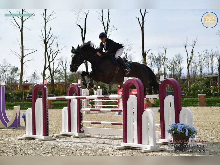KWPN Castrone 7 Anni 184 cm Baio scuro in Celje