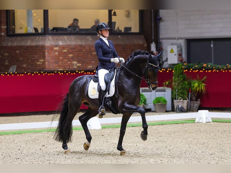 KWPN Castrone 7 Anni  in Aalsmeer