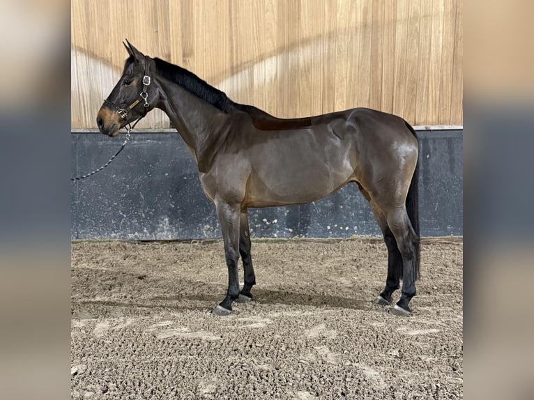 KWPN Castrone 7 Anni  in Bonheiden