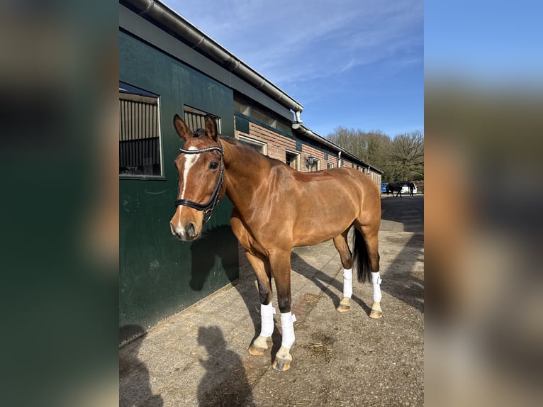 KWPN Castrone 8 Anni 162 cm Baio in BilthovenDe bilt