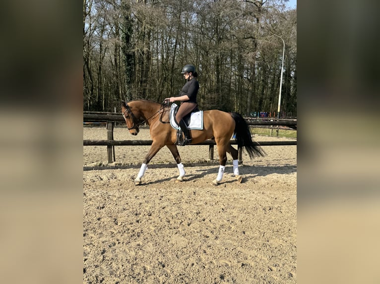KWPN Castrone 8 Anni 162 cm Baio in BilthovenDe bilt