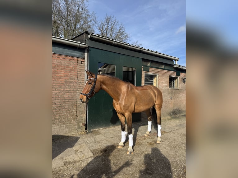 KWPN Castrone 8 Anni 162 cm Baio in BilthovenDe bilt