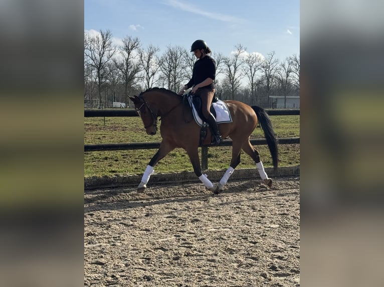 KWPN Castrone 8 Anni 162 cm Baio in BilthovenDe bilt