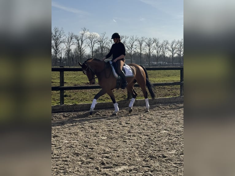 KWPN Castrone 8 Anni 162 cm Baio in BilthovenDe bilt