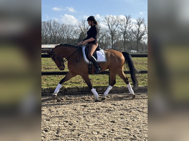 KWPN Castrone 8 Anni 162 cm Baio in BilthovenDe bilt