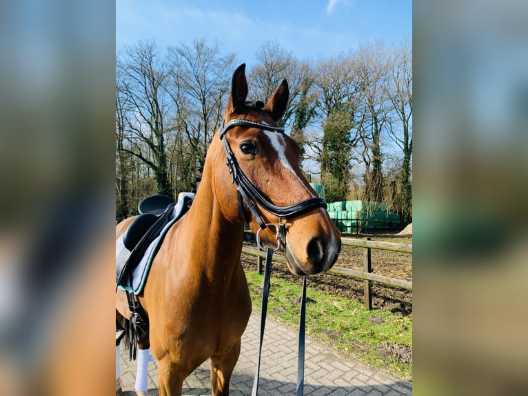 KWPN Castrone 8 Anni 162 cm Baio in BilthovenDe bilt