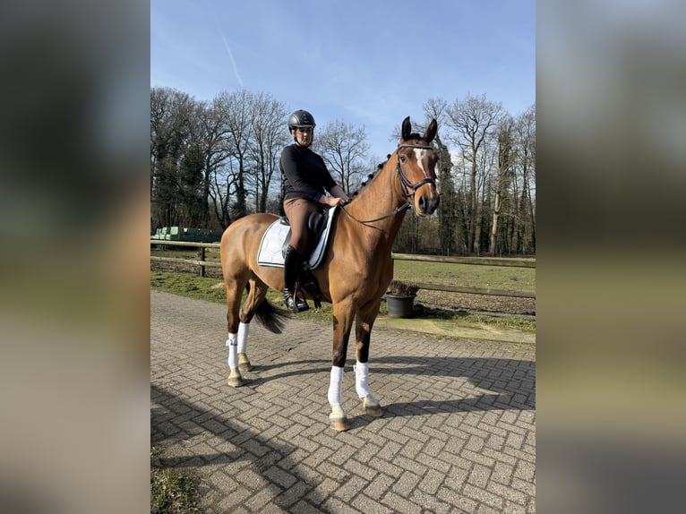 KWPN Castrone 8 Anni 162 cm Baio in BilthovenDe bilt