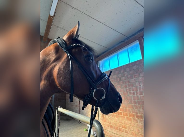 KWPN Mix Castrone 8 Anni 163 cm Baio in Mönchengladbach