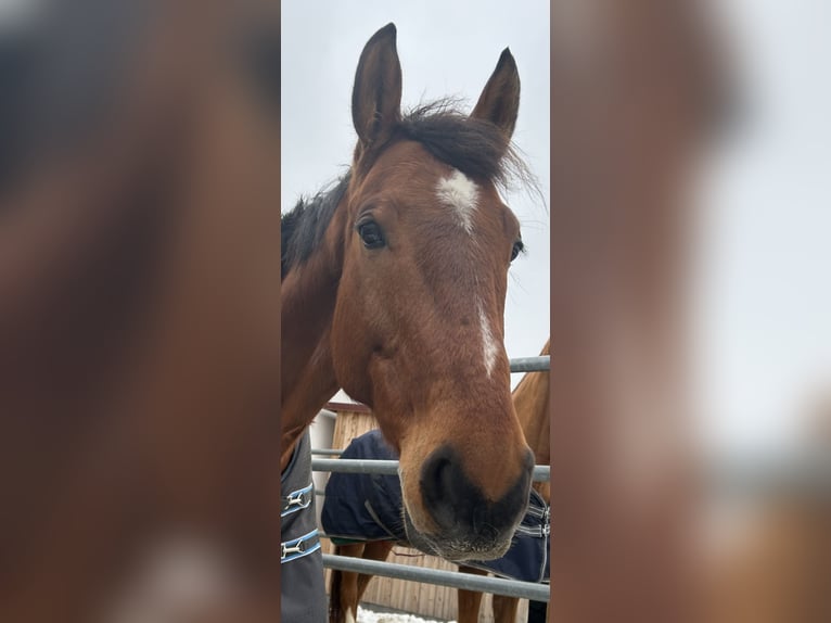 KWPN Castrone 8 Anni 165 cm Baio in Kirchheim bei München