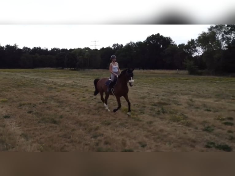 KWPN Castrone 8 Anni 165 cm Baio in Rödermark