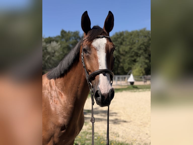 KWPN Castrone 8 Anni 165 cm Baio in Rödermark