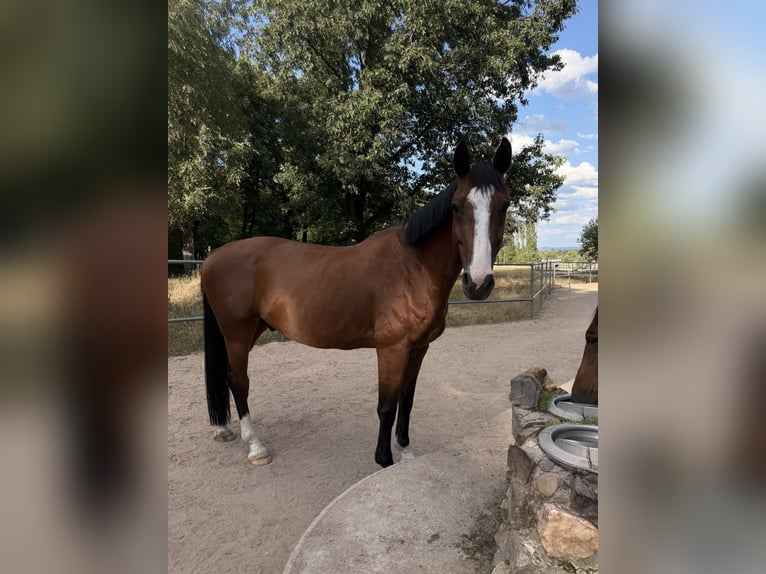 KWPN Castrone 8 Anni 165 cm Baio in Rödermark