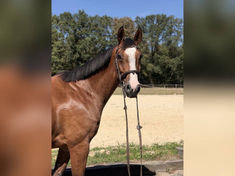 KWPN Castrone 8 Anni 165 cm Baio in Rödermark