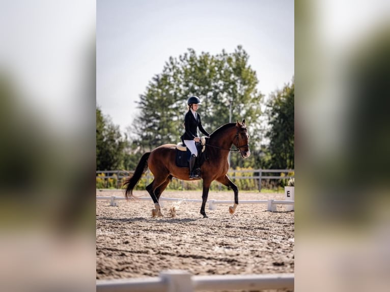 KWPN Mix Castrone 8 Anni 165 cm Baio ciliegia in Łódź