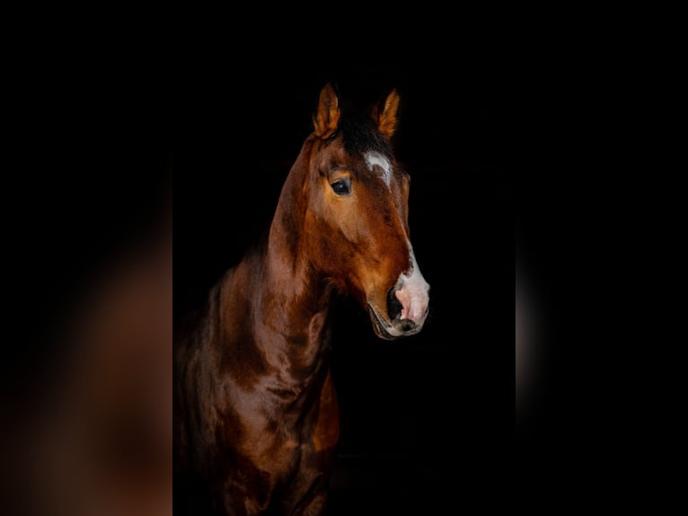 KWPN Mix Castrone 8 Anni 165 cm Baio ciliegia in Łódź