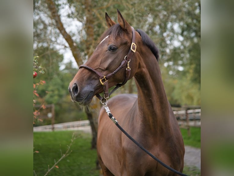 KWPN Castrone 8 Anni 166 cm Baio in Gerstetten